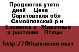 Продаются утята (15 дней) › Цена ­ 120 - Саратовская обл., Самойловский р-н, Еловатка с. Животные и растения » Птицы   